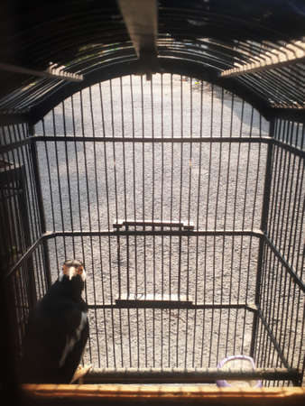 A bird in a cage. Birdwatching of asian pied starling.の写真素材
