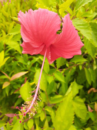 A close up of flower of shoeblackplant which is a species of tropical hibiscus. Flowering plant Hibiscus rosa-sinensis.の写真素材