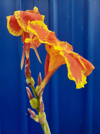 Orange canna lily flowers seen from the side.の写真素材