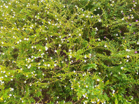 High angle view of a meadow with white and purple flowers.の写真素材