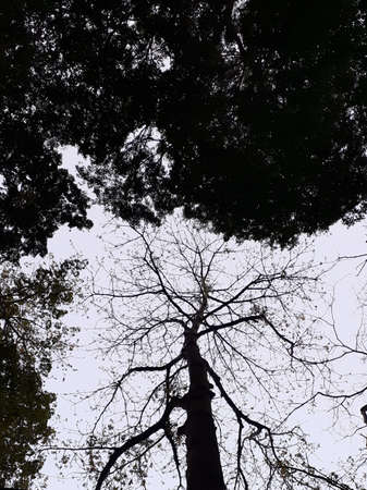 Low angle view of tree branches. Stare at the branches of a tree surrounded by leaves in the forest.