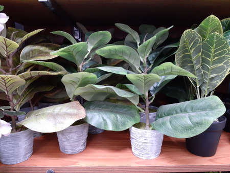 Artificial plants in pots for decoration.の写真素材