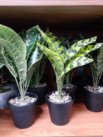 Artificial plants in pots for home and office decoration. Fake plant pots to decorate the room.の写真素材