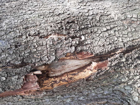 Tree trunk with peeled bark close up. Natural texture - Peeled bark details.の写真素材