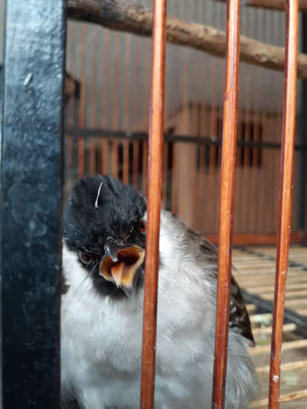 A finch greeted from inside the cage.の写真素材