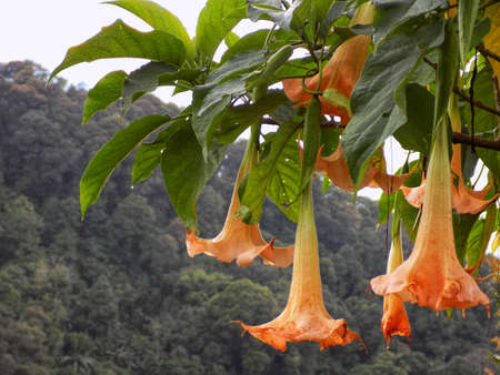 Brugmansia flowers on Sanggabuana Mountain. Angelâs Trumpet planted on a mountaintop.の写真素材