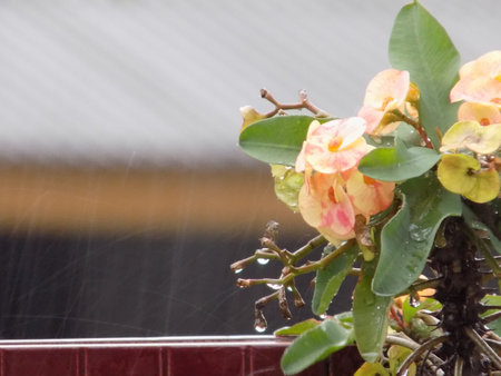 Euphorbia milii watered by rain. It is a smallish tropical species that has long been grown as a houseplant or ornamental in warm climates.の写真素材