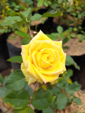 The glowing flower of floribunda rose. Rosa Sunprite.の写真素材