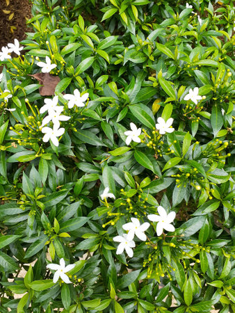 Flowering plants. Jasmine flowers has an ornamental function in traditional and religious events.Â の写真素材