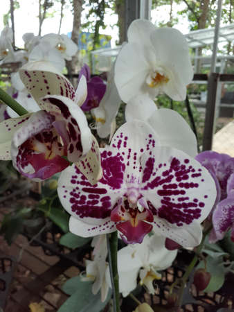 Moth orchids in the garden. A colorful flowers, durable, and easy to grow.の写真素材