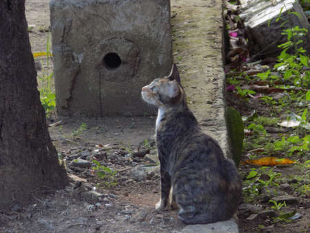 A cat looks up at a tree ready to climb.の写真素材