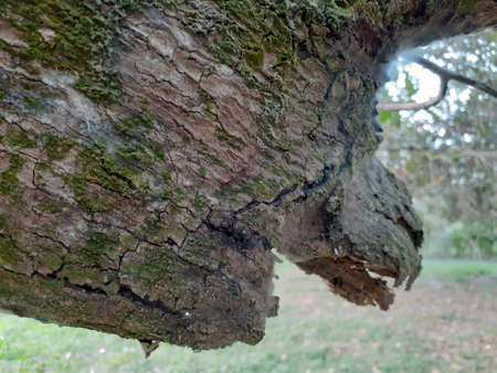 Cracked old tree bark texture pattern.の写真素材