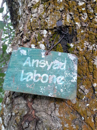 Broken bark texture background pattern of Arsyad's labone tree.の写真素材