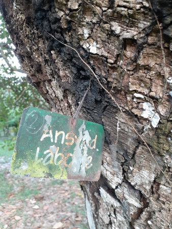 Bark texture backgroundÂ of Ansyad labone tree.の写真素材