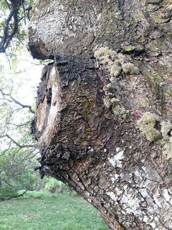 Close-up view of the trunk with cut tree bark.の写真素材