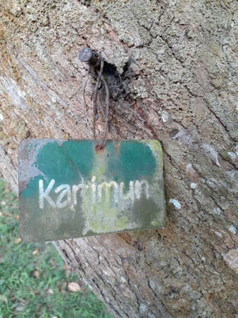 Bark texture background pattern
of Karimun tree.の写真素材