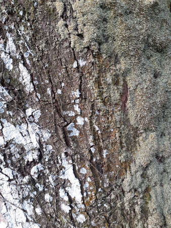 Split and fibrous bark texture background pattern.の写真素材