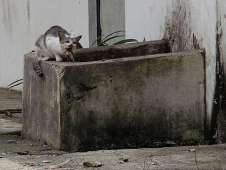 A cat eats catfish from the trash.の写真素材