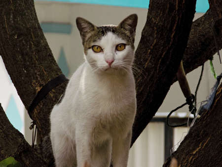 A cat sitting on a tree looking at the camera.の写真素材