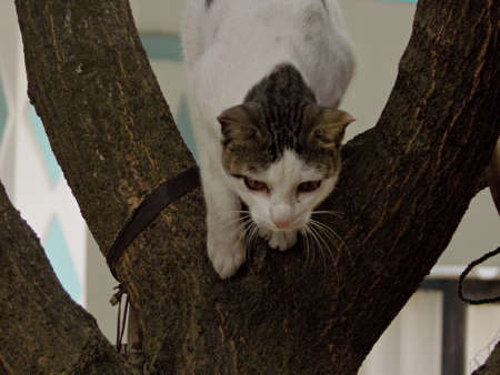 A cat is coming down from the tree.の写真素材