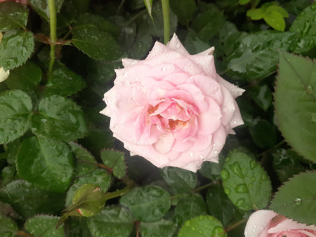 Wet garden roses. Rain falls on garden roses.の写真素材