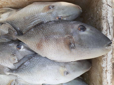 White fish sold in seafood market. The fish face has an odd-looking creature.の写真素材