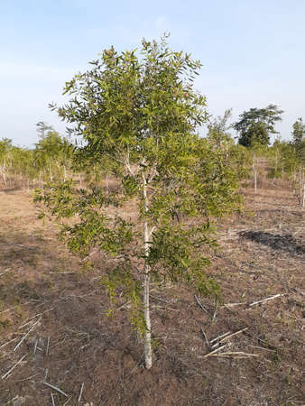 Small eucalyptus tree. The leaves can be used as oil for health, such as medical oil.の写真素材