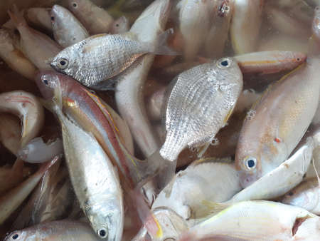 Some fresh fish caught by fishermen.の写真素材