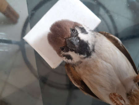 The sparrow looking at the camera lens. A sparrow that lie down and can`t fly.の写真素材