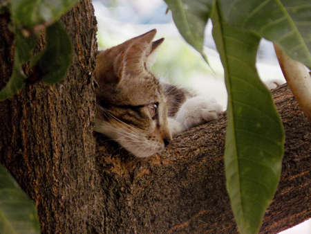 Cat's head on the tree. A cat rests its head on a tree branch.の写真素材