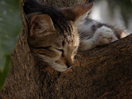 Sleepy kitten on tree. A cat leaning his head on a tree branch.の写真素材