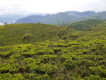 An area surrounded by green hills.の写真素材