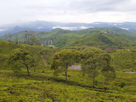 Expanse of tea plantations and trees in the hills.の写真素材