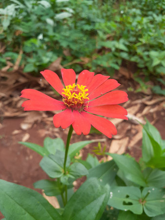 Red Zinnia Flower. This flower has a very thin and stiff flower crown similar to a sheet of paper.の写真素材