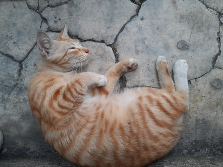 Cute orange cat sleeping on cement floor in the public park.の写真素材