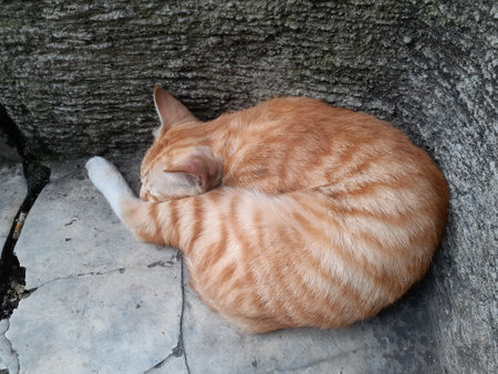 Orange cat sleeping on the cement floor in the garden. Cat sleeps in a circular position, stock photo.の写真素材