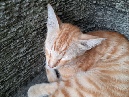 Cute cat sleeping on the ground in the public park.の写真素材