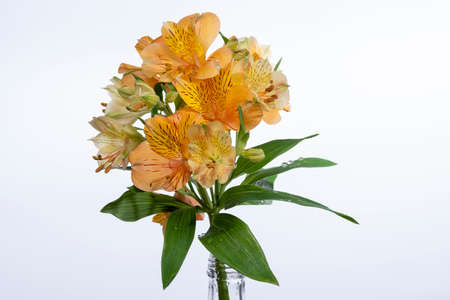 YELLOW ASTROMELIA FLOWER ON WHITE BACKGROUNDの写真素材