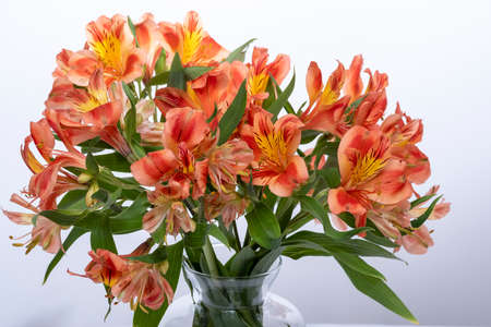 YELLOW ASTROMELIA FLOWER ON WHITE BACKGROUNDの写真素材