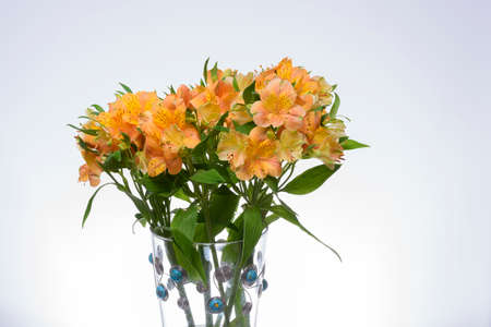 YELLOW ASTROMELIA FLOWER ON WHITE BACKGROUNDの写真素材