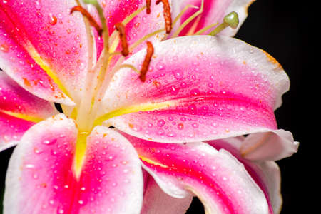 white and pink lily flower photographed on black backgroundの写真素材