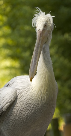 Pelicano in captivity in a zooの写真素材