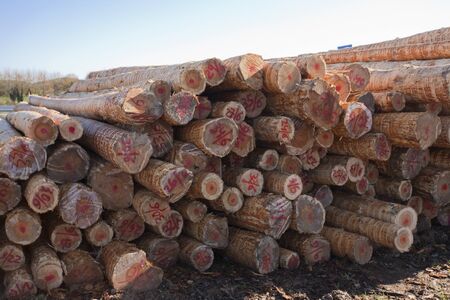 Court pine for the manufacture of furnitureの写真素材