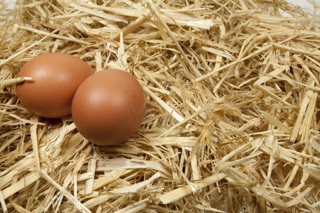 Freshly laid eggs at a poultry farmの写真素材