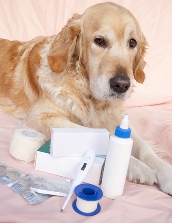 Dog with various drugs for their healthの写真素材