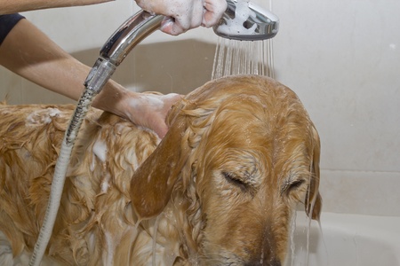 A dog taking a shower with soap and waterの写真素材