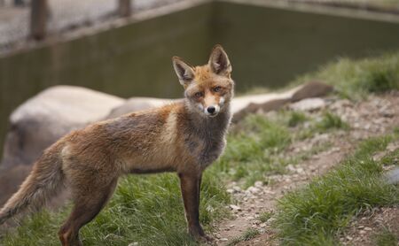 Closeup of a beautiful fox in semi aware of any movementの写真素材