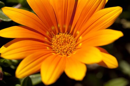 Closeup of a beautiful orange daisyの写真素材
