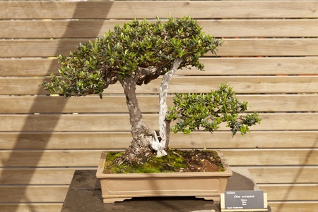 Bonsai Olea europaea, olive or olive tree is an evergreen tree, long-lived