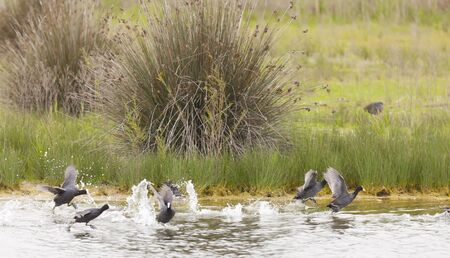 Ducks trying to take flight on a riverの写真素材